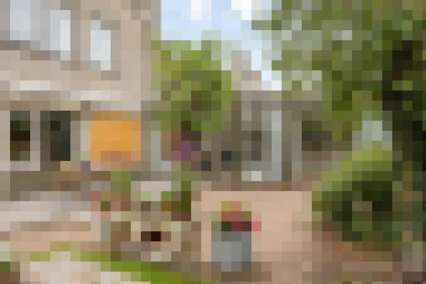Kroontjeskruid 23 Breda thumbnail 29