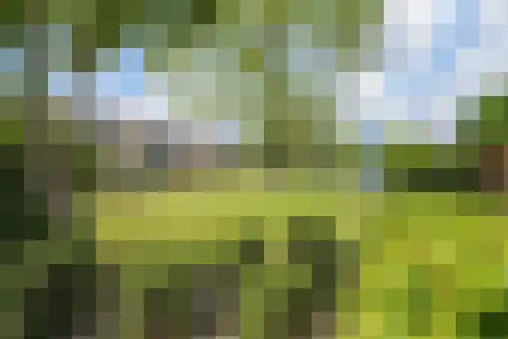 Kroosvaren 41 Nootdorp thumbnail 50