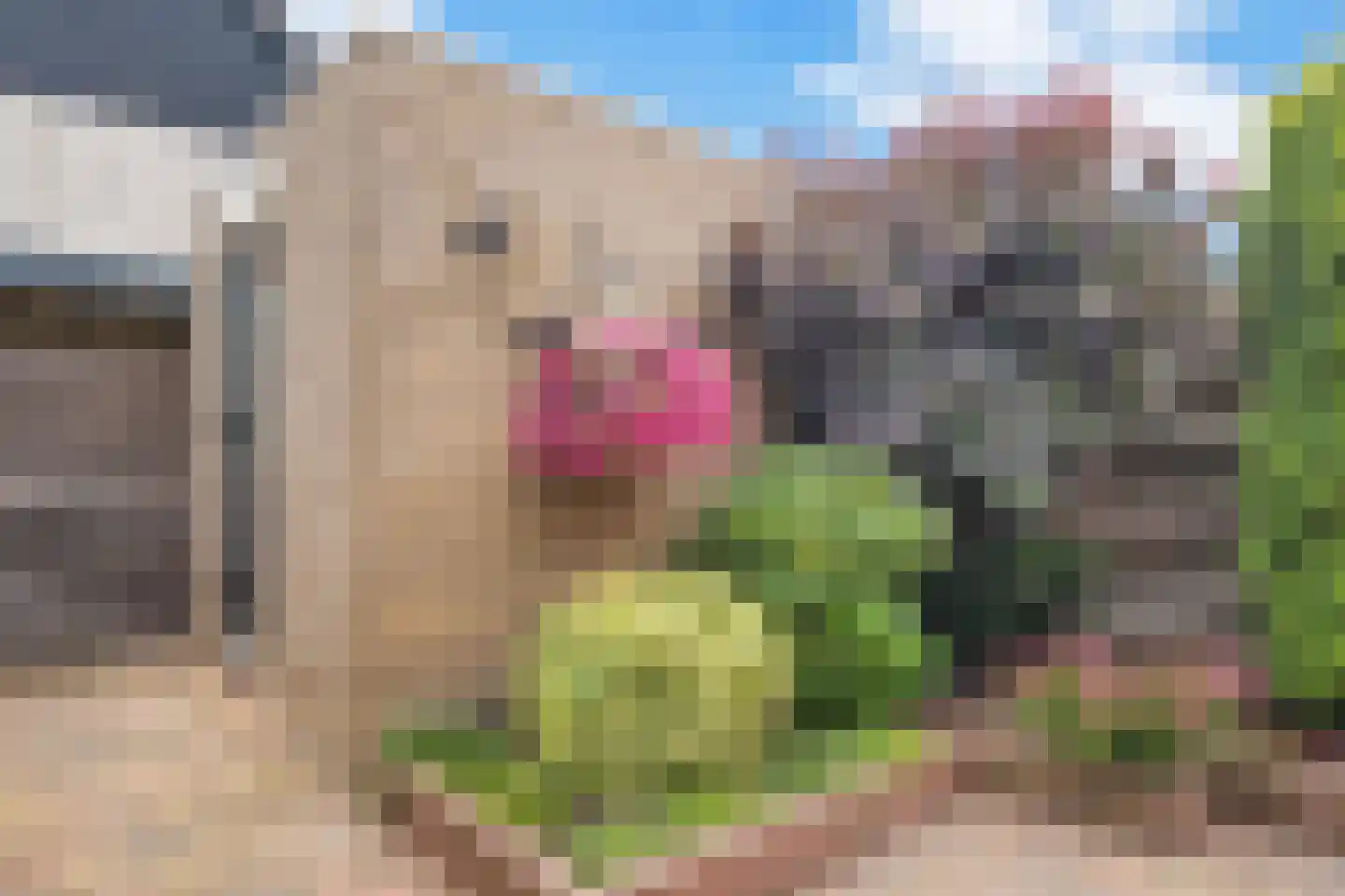 Kruidenlaan 162 Nijverdal thumbnail 23