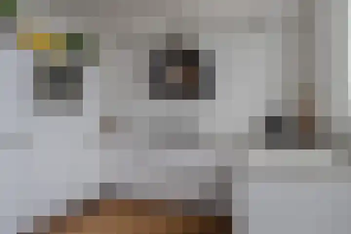 Kruidenlaan 24 Venray thumbnail 17