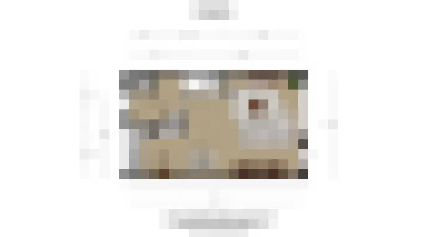 Kruidenlaan 4 Wateringen thumbnail 49