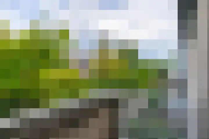 Kruidenschans 114 Voorhout thumbnail 18