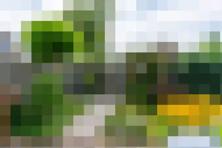 Kruidenschans 114 Voorhout thumbnail 29
