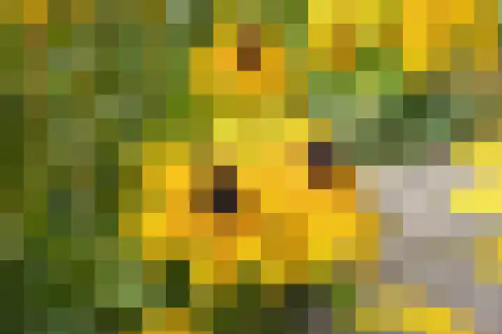 Kruidenschans 114 Voorhout thumbnail 30