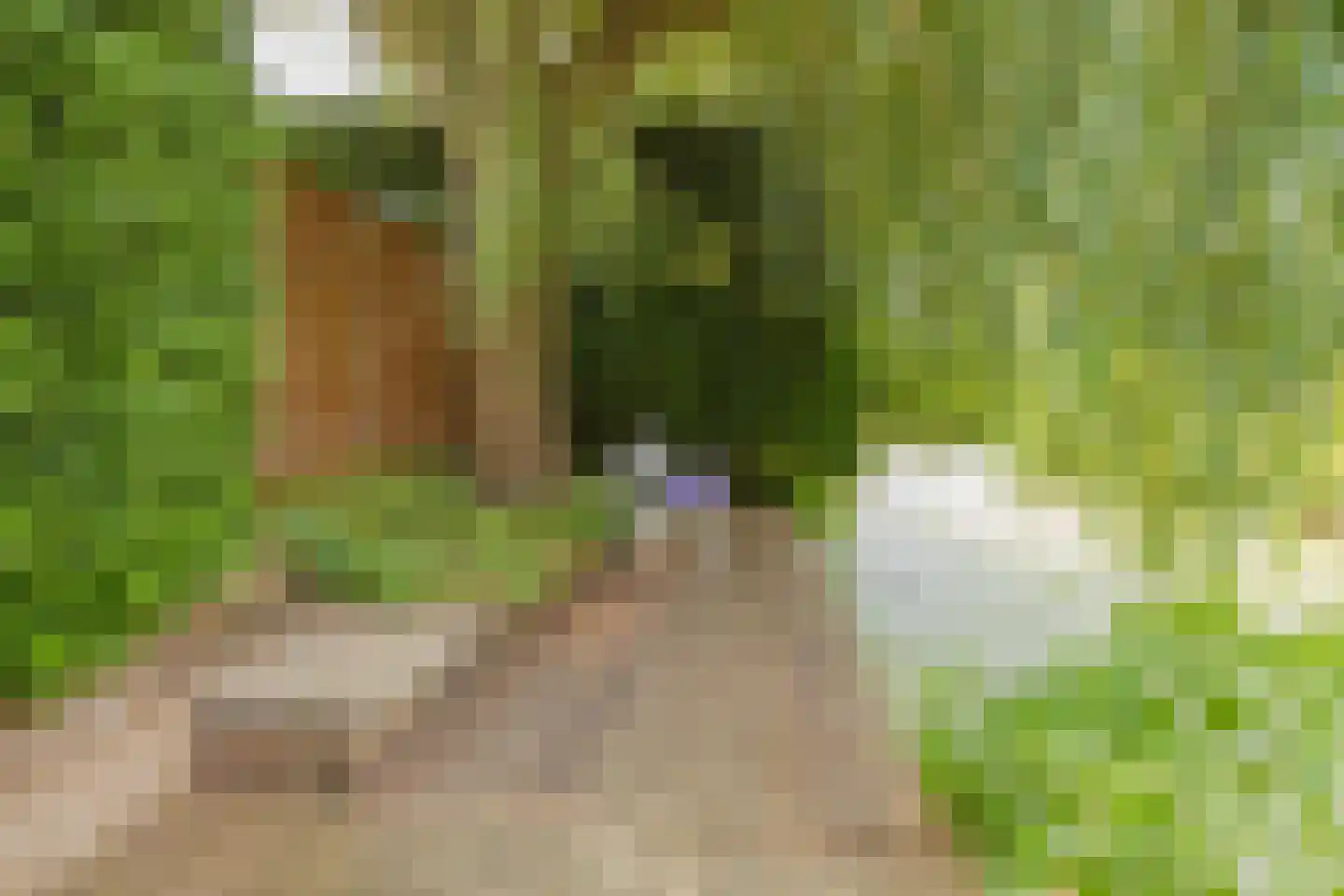 Kruidenschans 151 Voorhout thumbnail 62