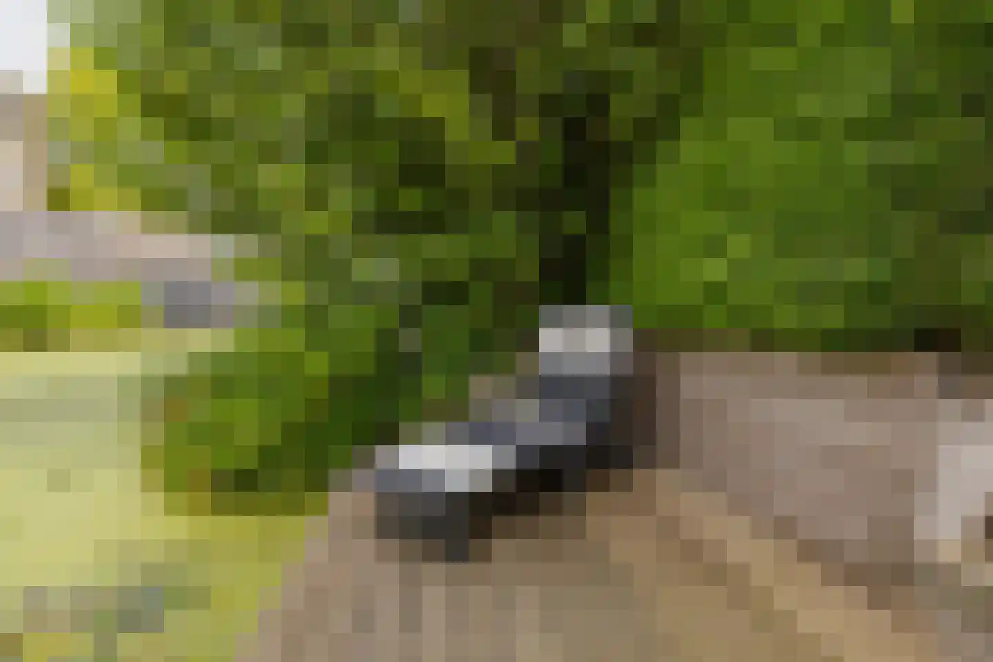 Kruidenschans 151 Voorhout thumbnail 63