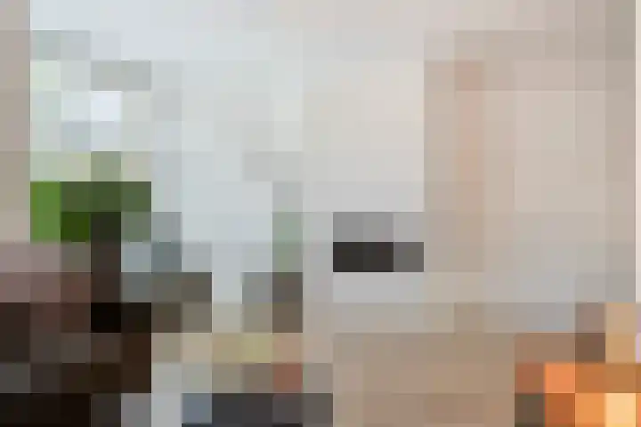 Kruidnagel 14 Gemert thumbnail 9