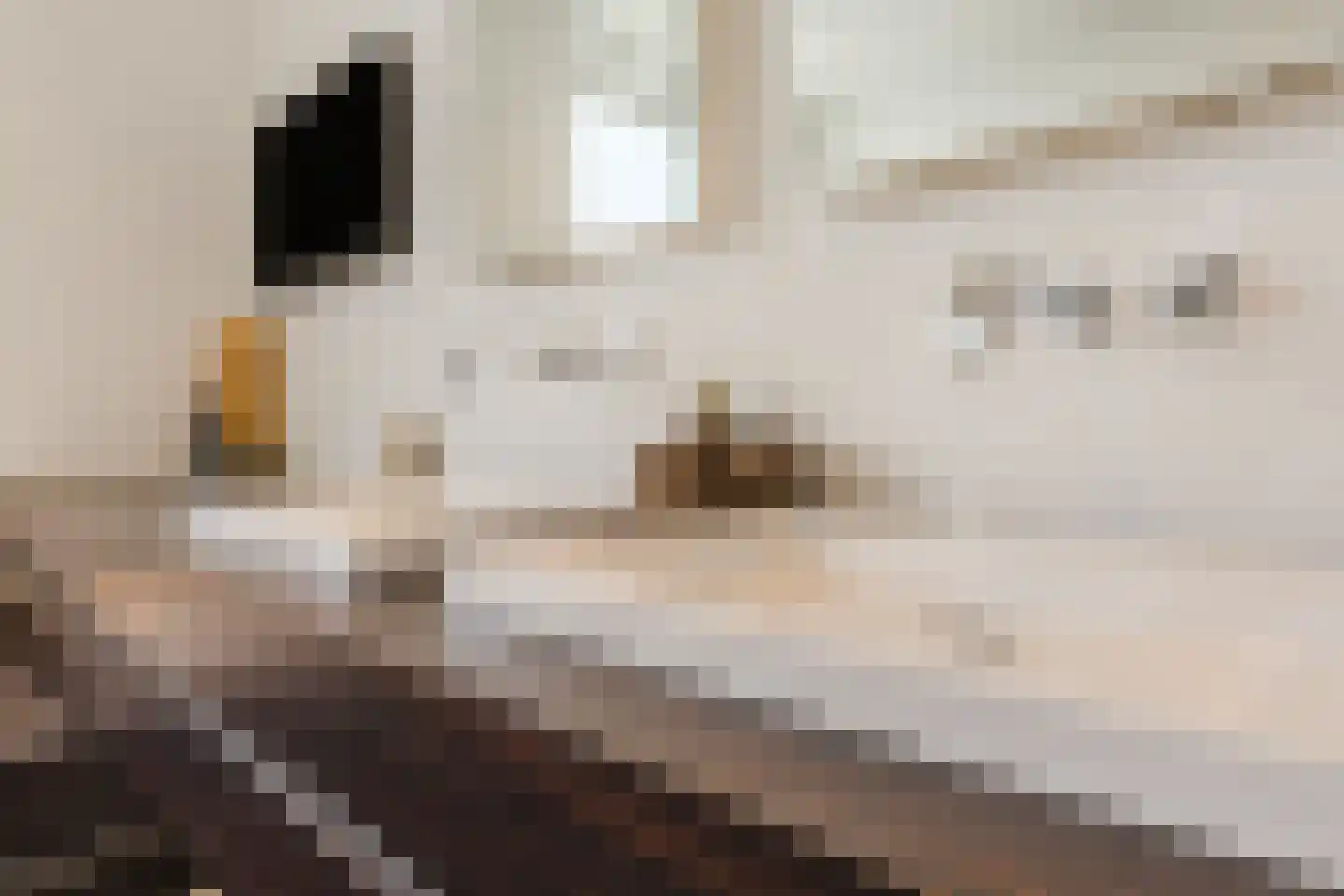 Kruidnagel 16 Gemert thumbnail 36