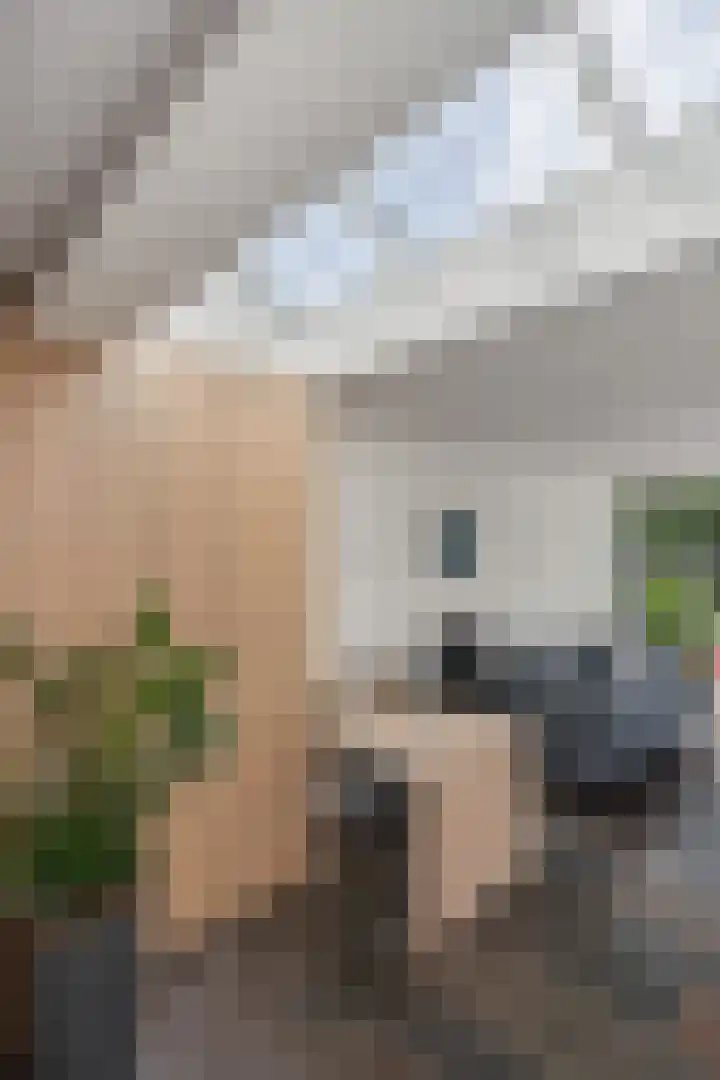 Kruidnagel 2 Den Dungen thumbnail 11
