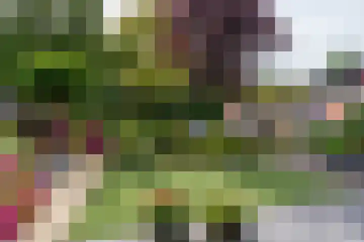 Kruidnagel 2 Den Dungen thumbnail 26