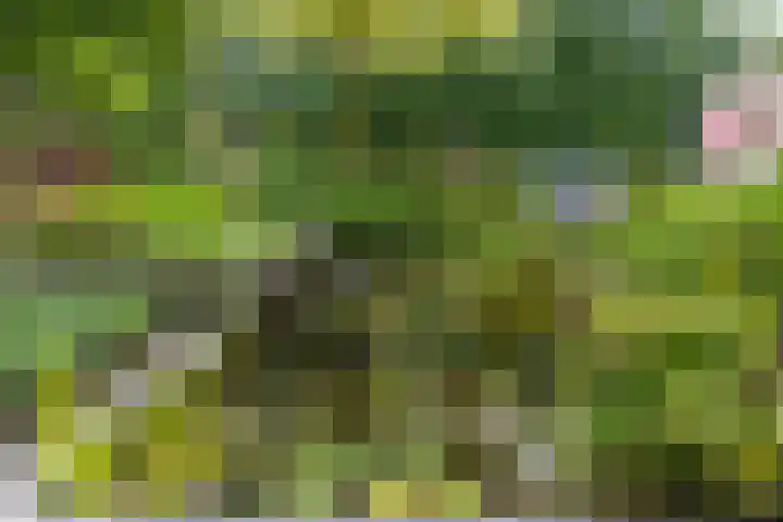 Kruidnagel 2 Den Dungen thumbnail 28