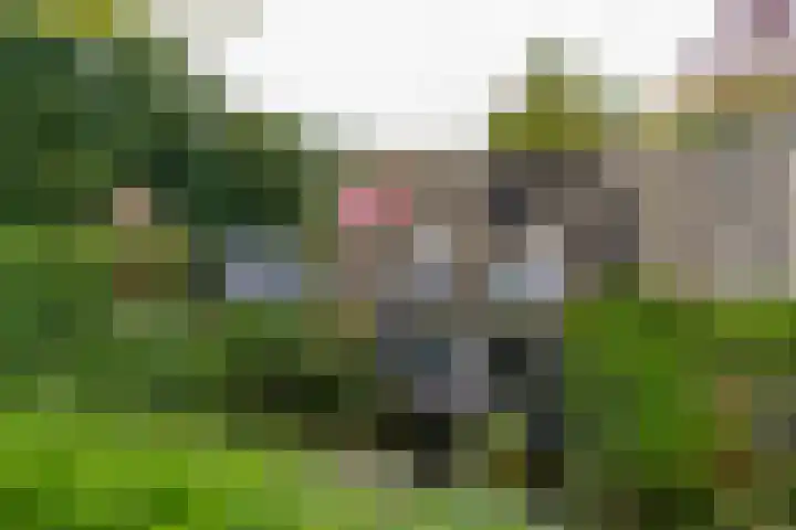 Kruidnagel 2 Den Dungen thumbnail 29