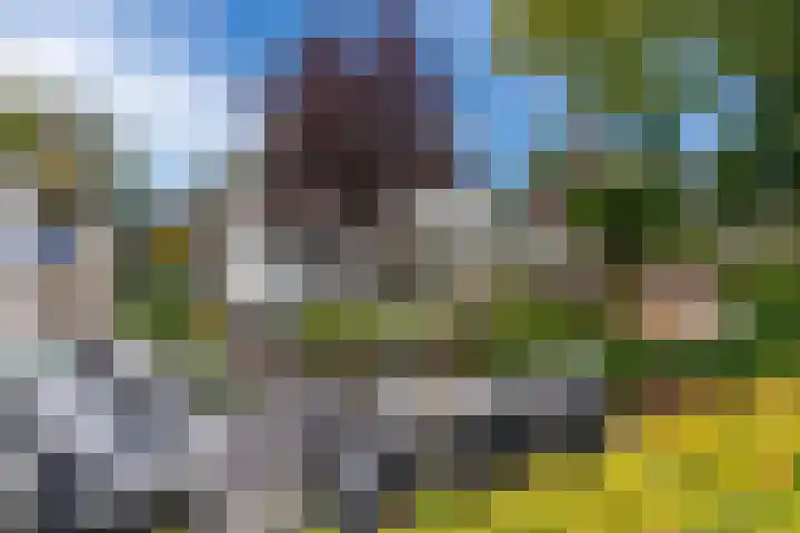 Kruidnagel 2 Den Dungen thumbnail 30