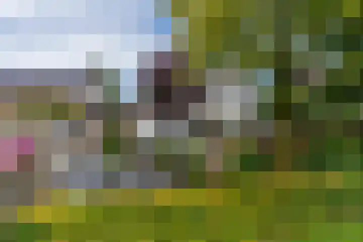 Kruidnagel 2 Den Dungen thumbnail 32