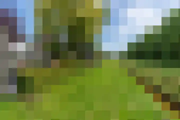 Kruidnagel 2 Den Dungen thumbnail 33