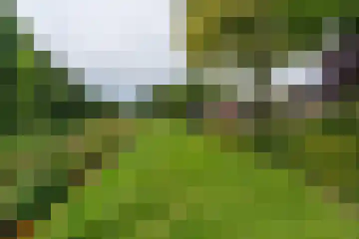 Kruidnagel 2 Den Dungen thumbnail 34
