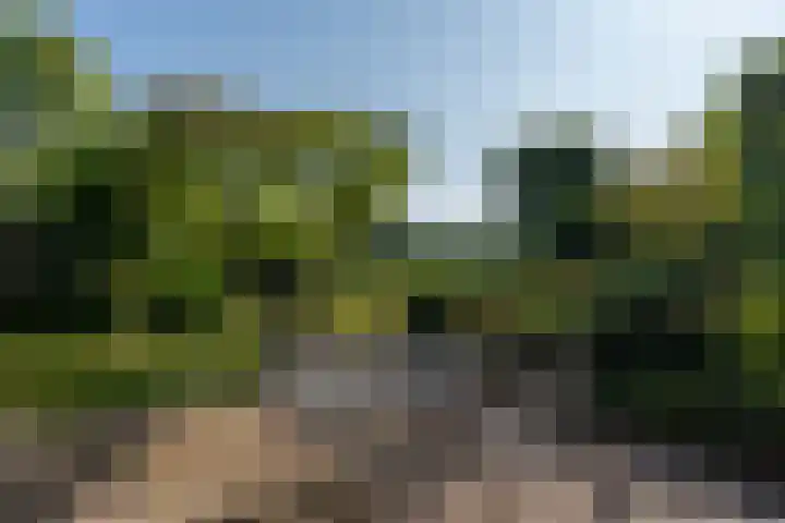 Kruidnagel 28 Den Dungen thumbnail 28