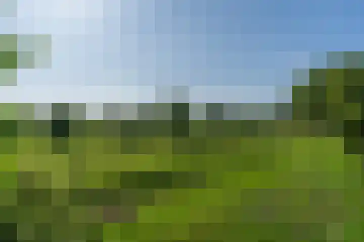 Kruidnagel 28 Den Dungen thumbnail 36