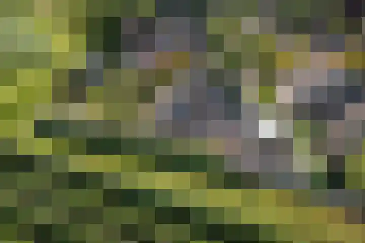 Kruidnagel 28 Den Dungen thumbnail 40