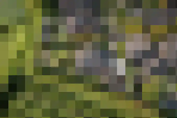 Kruidnagel 28 Den Dungen thumbnail 41