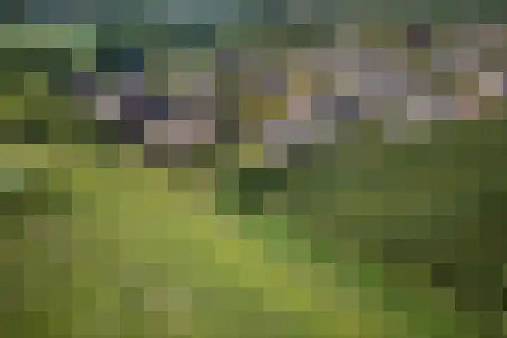 Kruidnagel 28 Den Dungen thumbnail 42