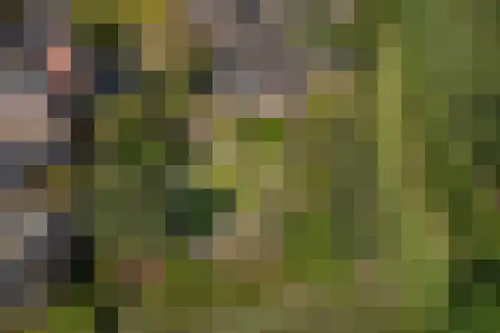 Kruidnagel 28 Den Dungen thumbnail 44