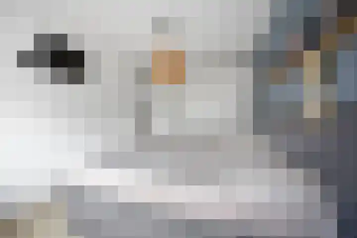 Kruier 19 Druten thumbnail 29