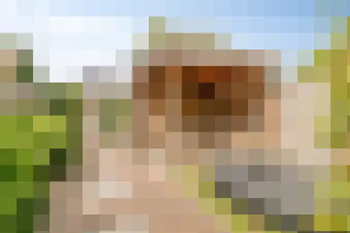 Kruilier 23 Moerkapelle thumbnail 46