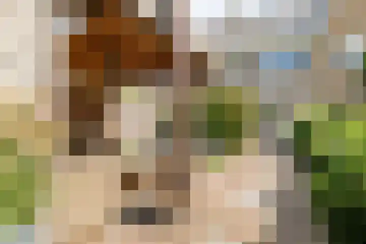 Kruilier 23 Moerkapelle thumbnail 50