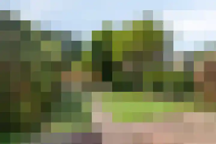 Kruipbrem 53 Rotterdam thumbnail 31