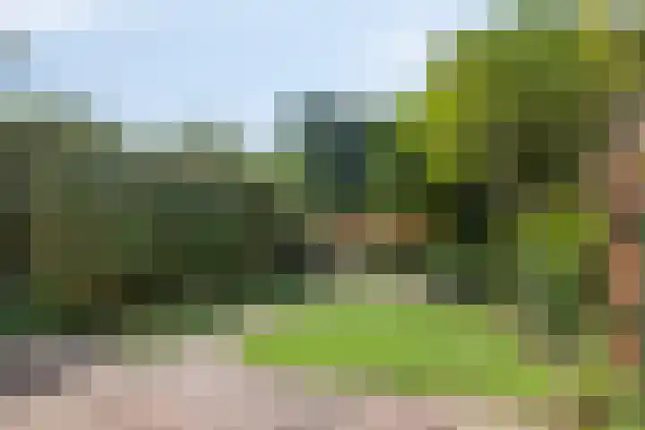 Kruipbrem 53 Rotterdam thumbnail 32