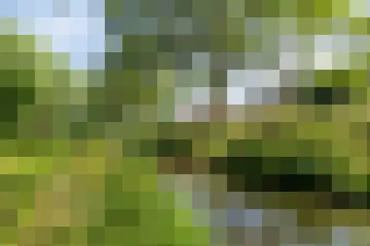 Kruipbrem 53 Rotterdam thumbnail 37
