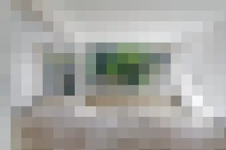 Kruipbrem 53 Rotterdam thumbnail 6