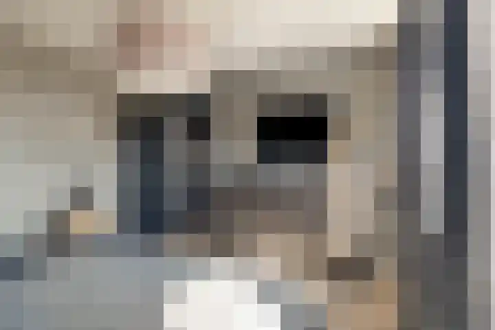 Kruipbrem 54 Rotterdam thumbnail 24
