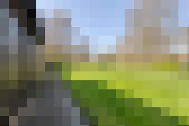 Kruipbrem 54 Rotterdam thumbnail 41