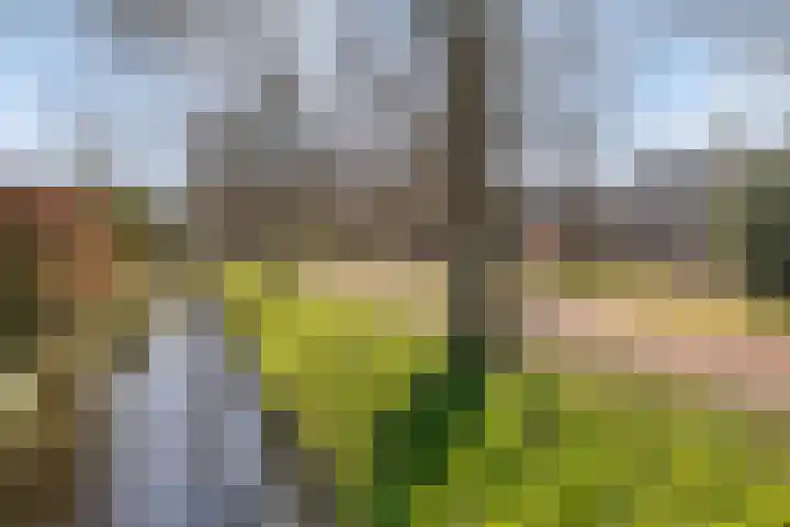 Kruipbrem 54 Rotterdam thumbnail 45