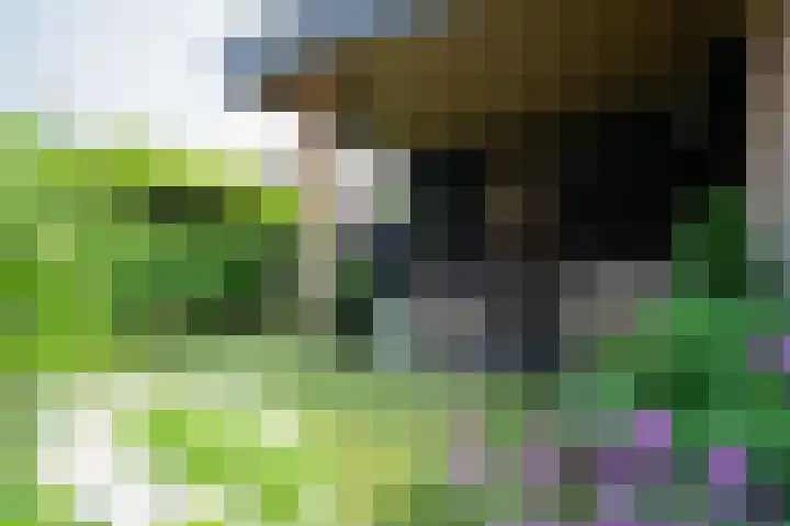 Kruipwilg 65 Heemskerk thumbnail 35