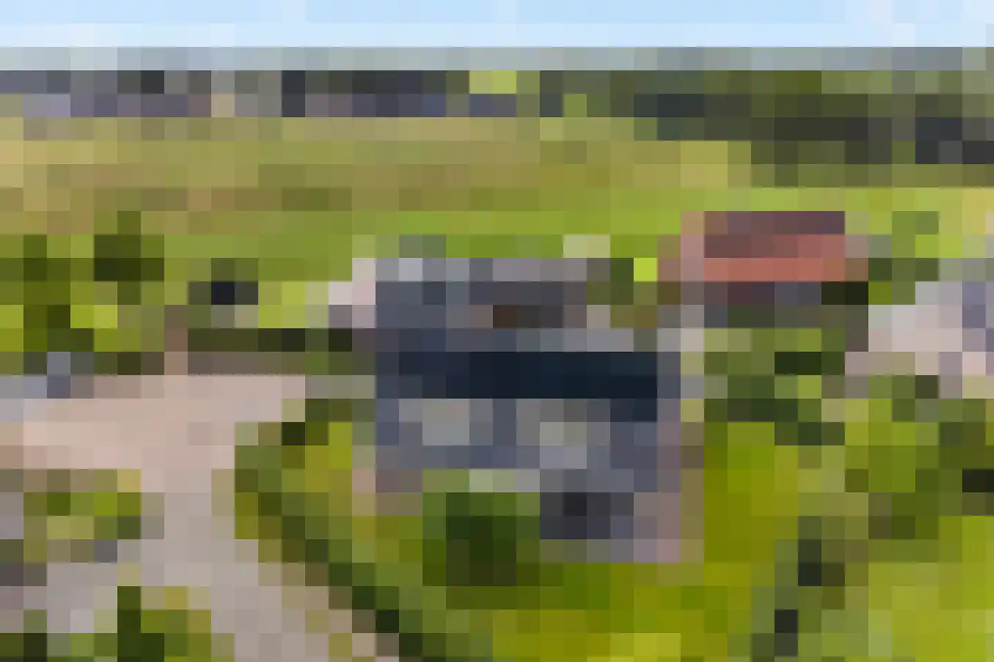 Kruisbes 3 Hengelo thumbnail 64