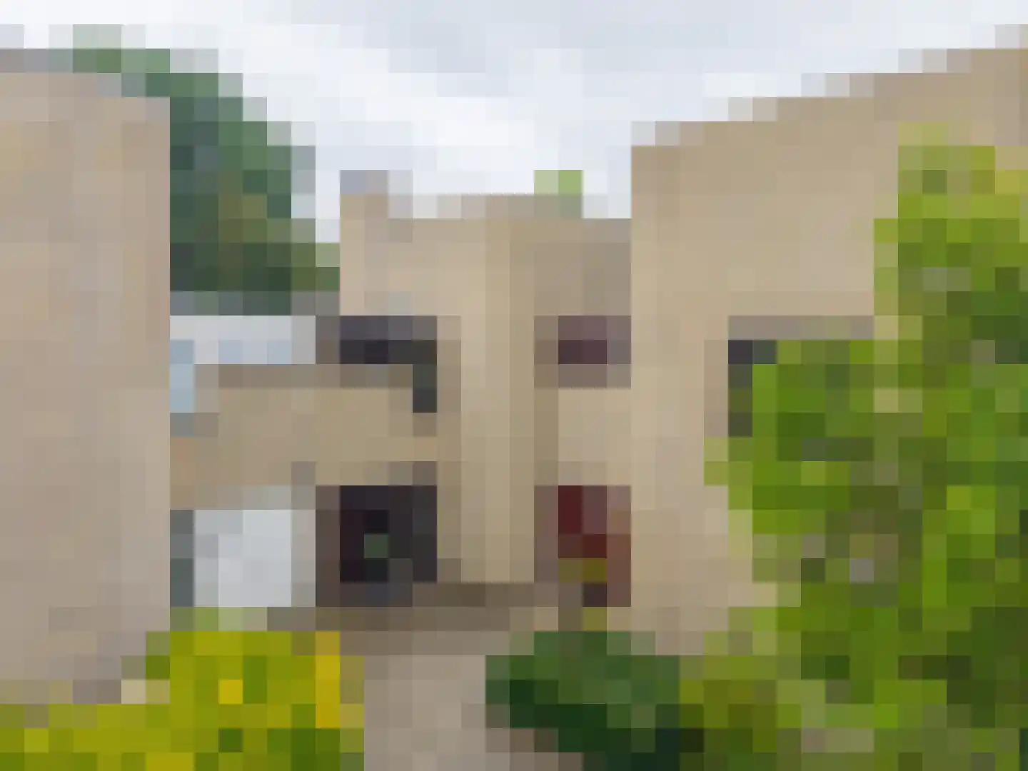 Kruisbes 3 Leiden thumbnail 40