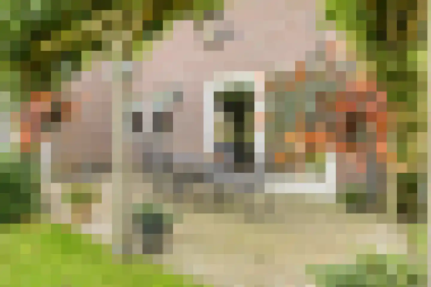 Kruisboog 17 Bergeijk thumbnail 41