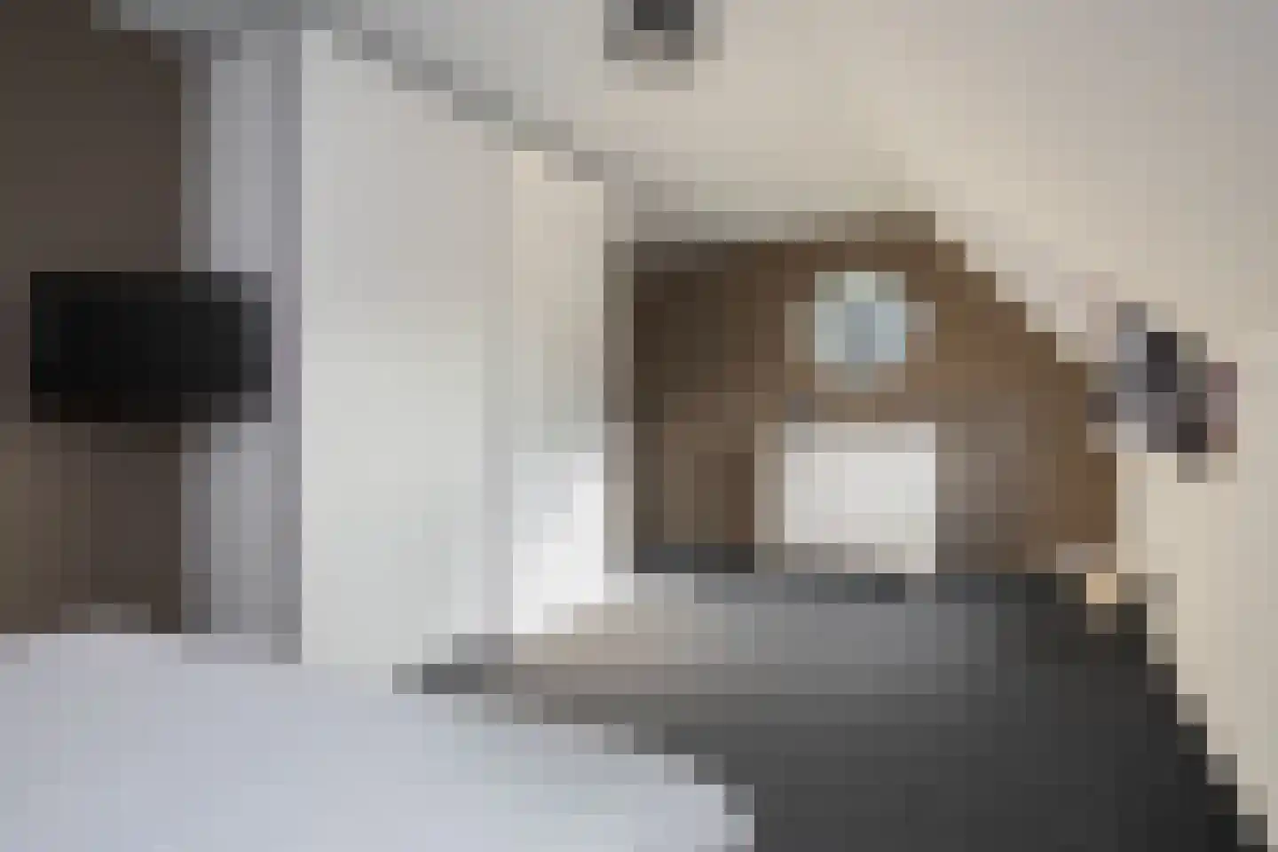 Kruisboog 25 Bergeijk thumbnail 19