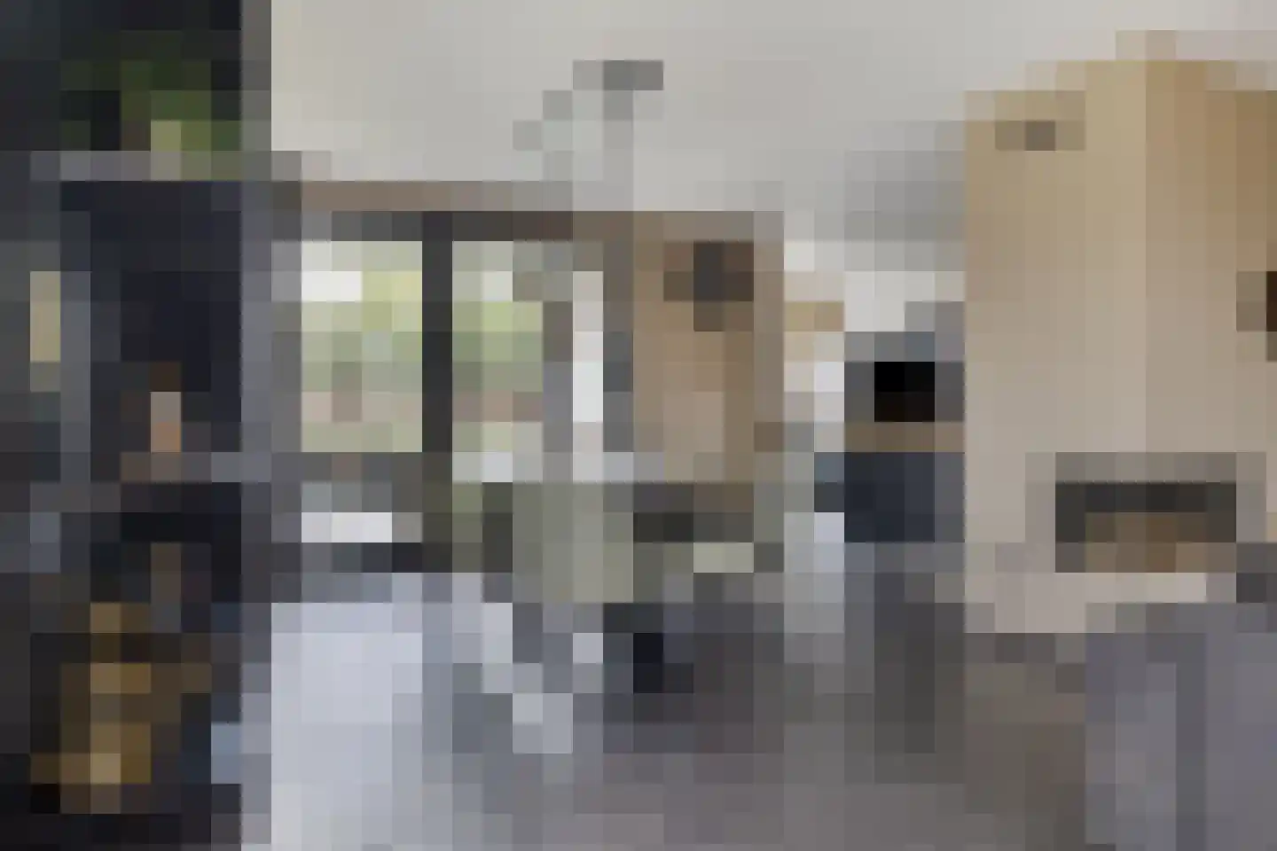 Kruisboog 25 Bergeijk thumbnail 8