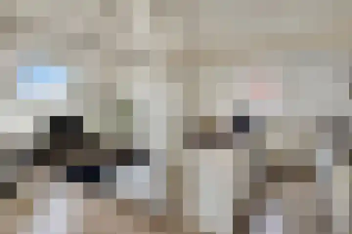 Kruisbroedersstraatje 12 's-Hertogenbosch thumbnail 8