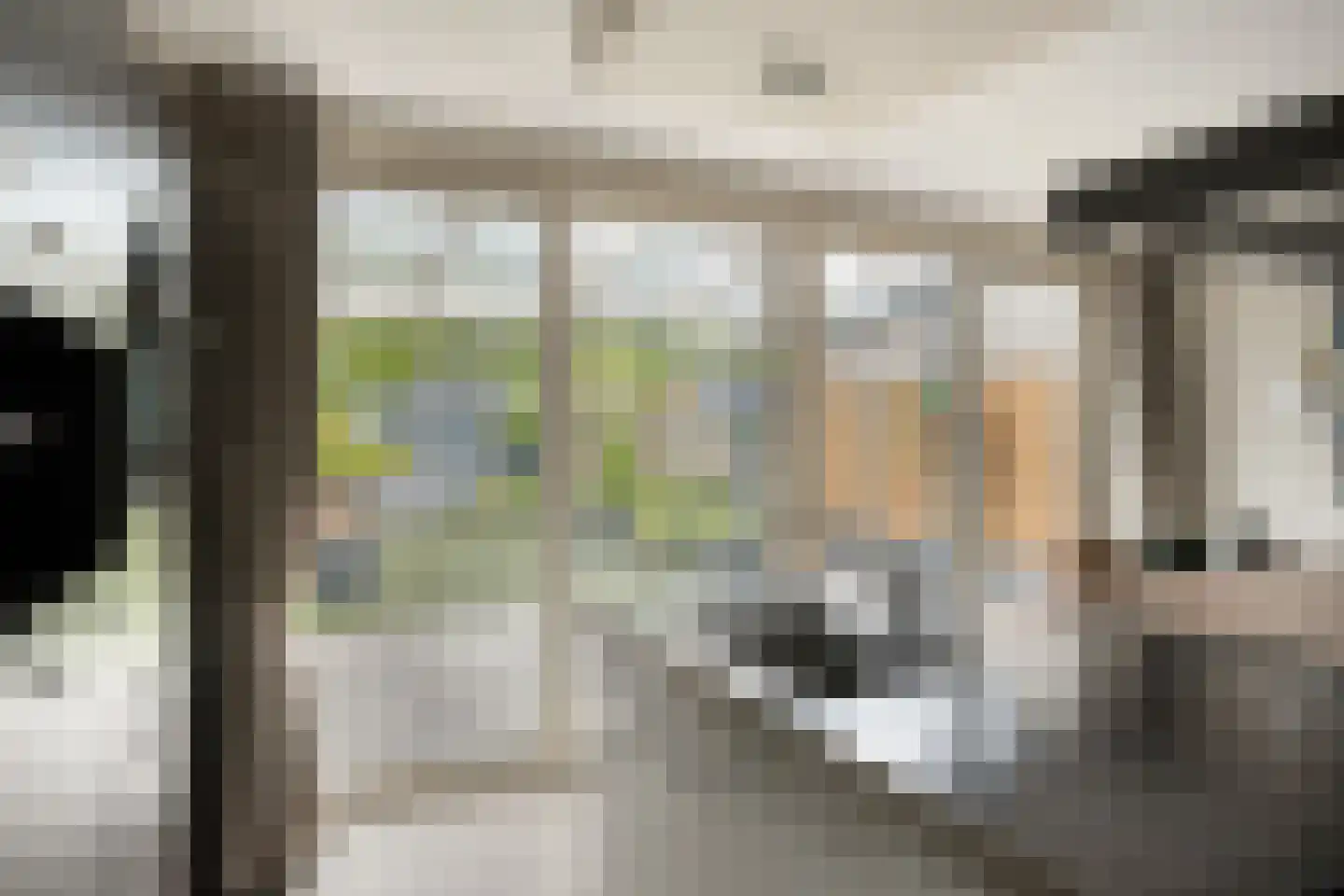 Kruisdistel 42 Cuijk thumbnail 11