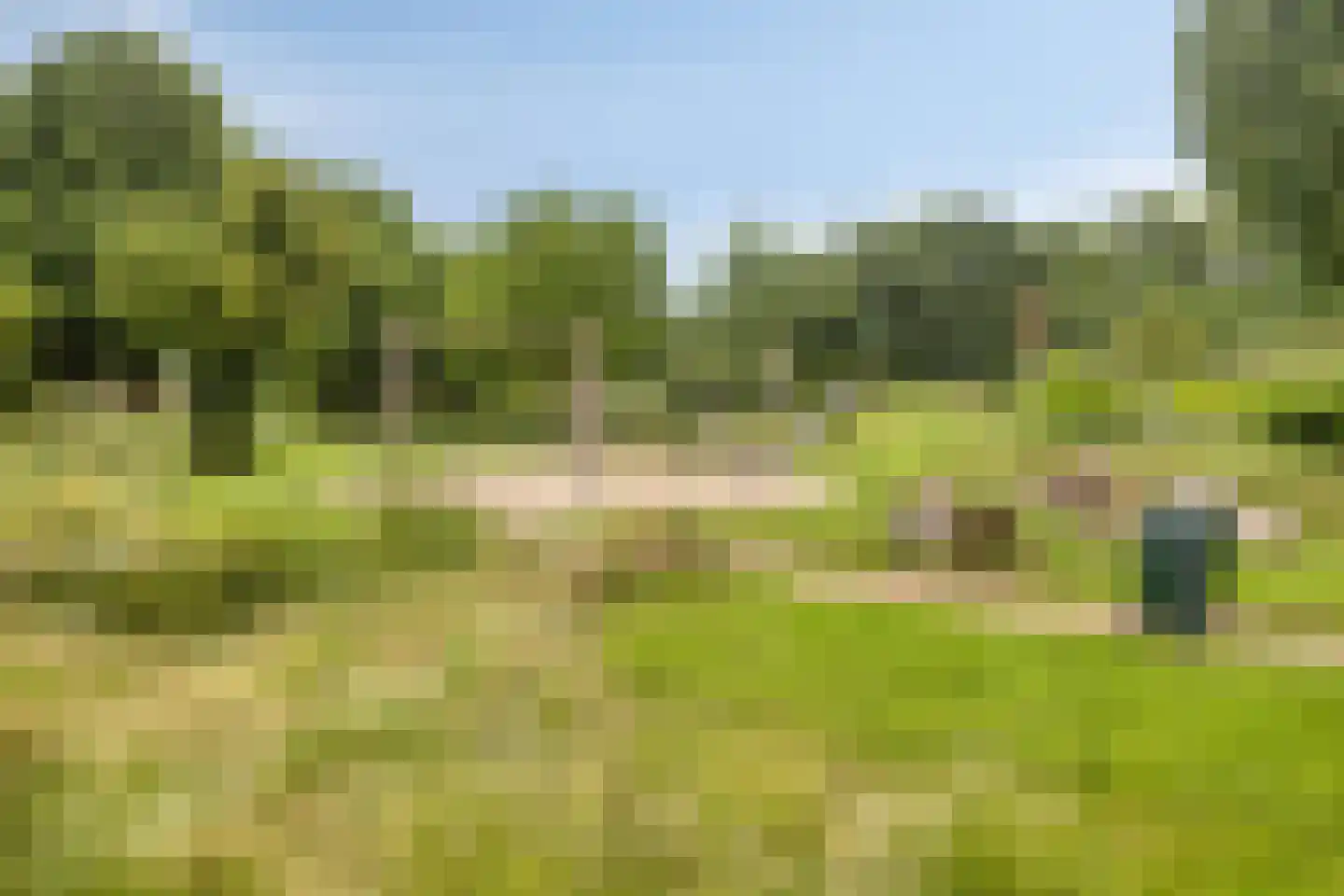 Kruisdistel 42 Cuijk thumbnail 23