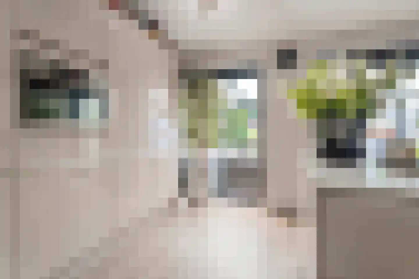 Kruishout 32 Cuijk thumbnail 19