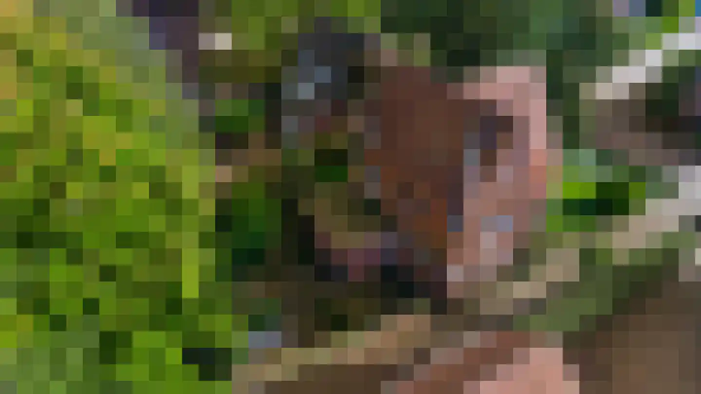 Kruiskamp 17 Swalmen thumbnail 55