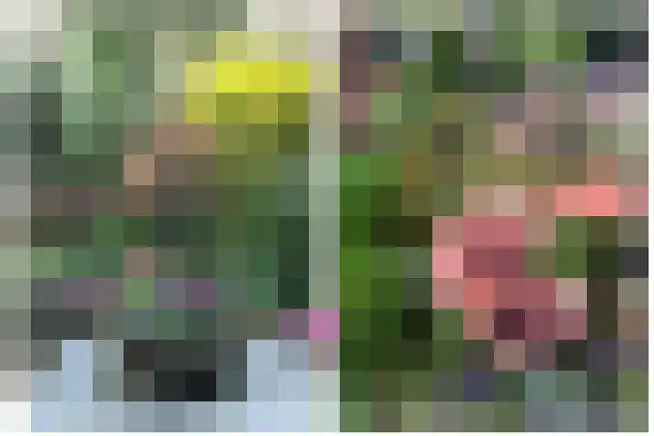 Kruiskruid 24 Boskoop thumbnail 14