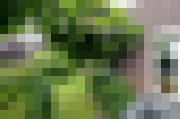 Kruiskruidlaan 23 Beilen thumbnail 41