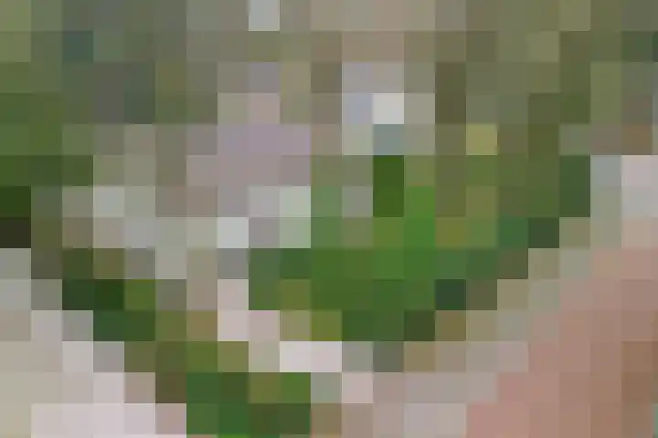Kruislaan 9 Bilthoven thumbnail 44